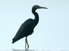 Egretta sacra