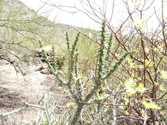 Cylindropuntia × vivipara