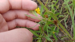 Heterotheca camporum camporum
