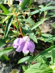 Impatiens balsamina