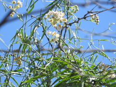 Funastrum
