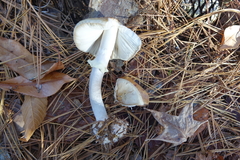 Amanita lavendula