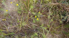 Heterotheca camporum camporum