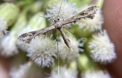 Stenoptilodes antirrhina