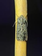 Agrotis gladiaria