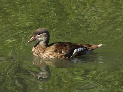 Aix galericulata