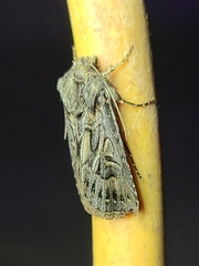 Agrotis gladiaria