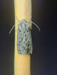 Agrotis gladiaria