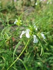 Leucas