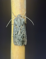 Agrotis gladiaria