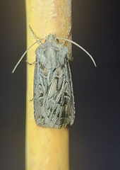 Agrotis gladiaria
