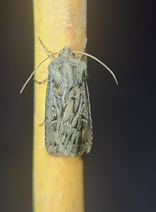Agrotis gladiaria
