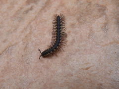 Chondromorpha xanthotricha