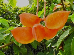 Sterculia parviflora
