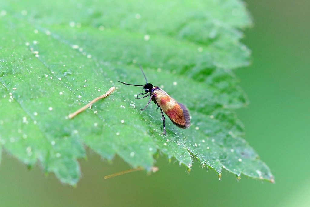 Black-headed Gold