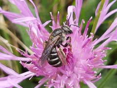 Lasioglossum