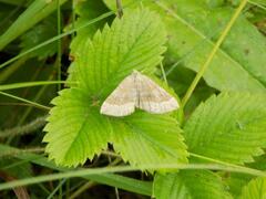 Scotopteryx chenopodiata