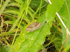 Scotopteryx chenopodiata