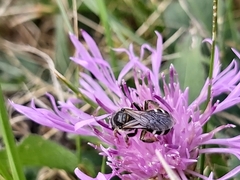 Lasioglossum