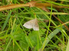Scotopteryx chenopodiata