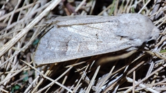 Ammoconia caecimacula