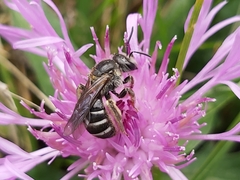 Lasioglossum