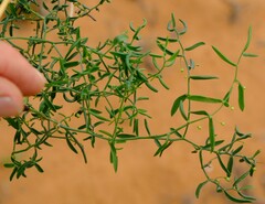 Asparagus kraussianus