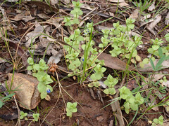 Lysimachia arvensis caerulea