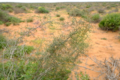 Asparagus kraussianus