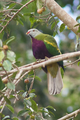 Ptilinopus magnificus