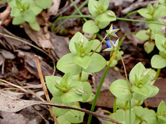 Lysimachia arvensis caerulea