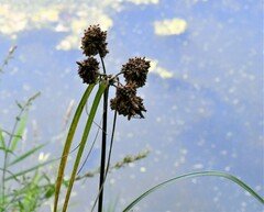 Scirpus atrovirens