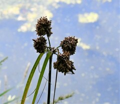 Scirpus atrovirens