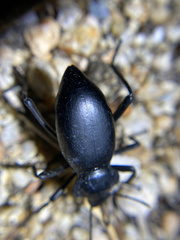 Eleodes acuticauda