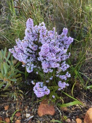 Erica mauritanica