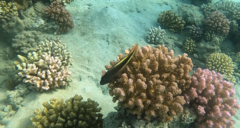 Paracirrhites forsteri