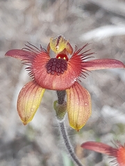 Caladenia discoidea