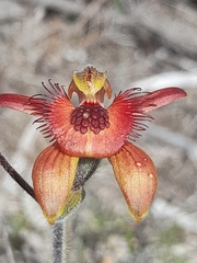 Caladenia discoidea