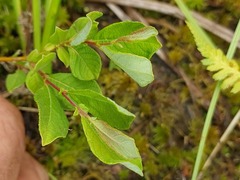 Salix aurita