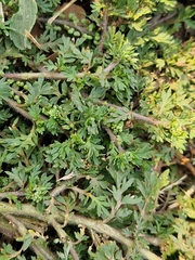 Lepidium didymum