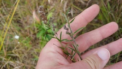 Lespedeza leptostachya