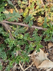 Lepidium didymum