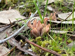 Clavulina vinaceocervina