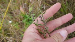 Lespedeza leptostachya