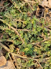 Lepidium didymum