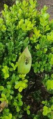 Zelus longipes