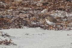 Charadrius bicinctus