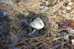 Amanita lavendula