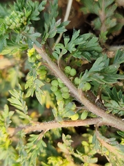 Lepidium didymum