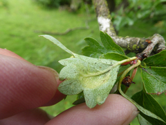 Taphrina crataegi